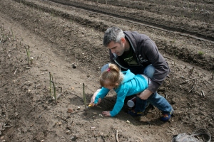 Picking asparagus with Daddy.